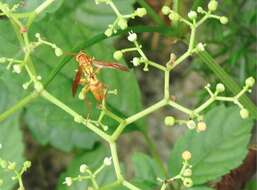 Image of Polistes japonicus de Saussure 1858