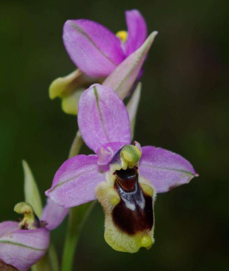 Image of Ophrys tenthredinifera subsp. ficalhoana (J. A. Guim.) M. R. Lowe & D. Tyteca