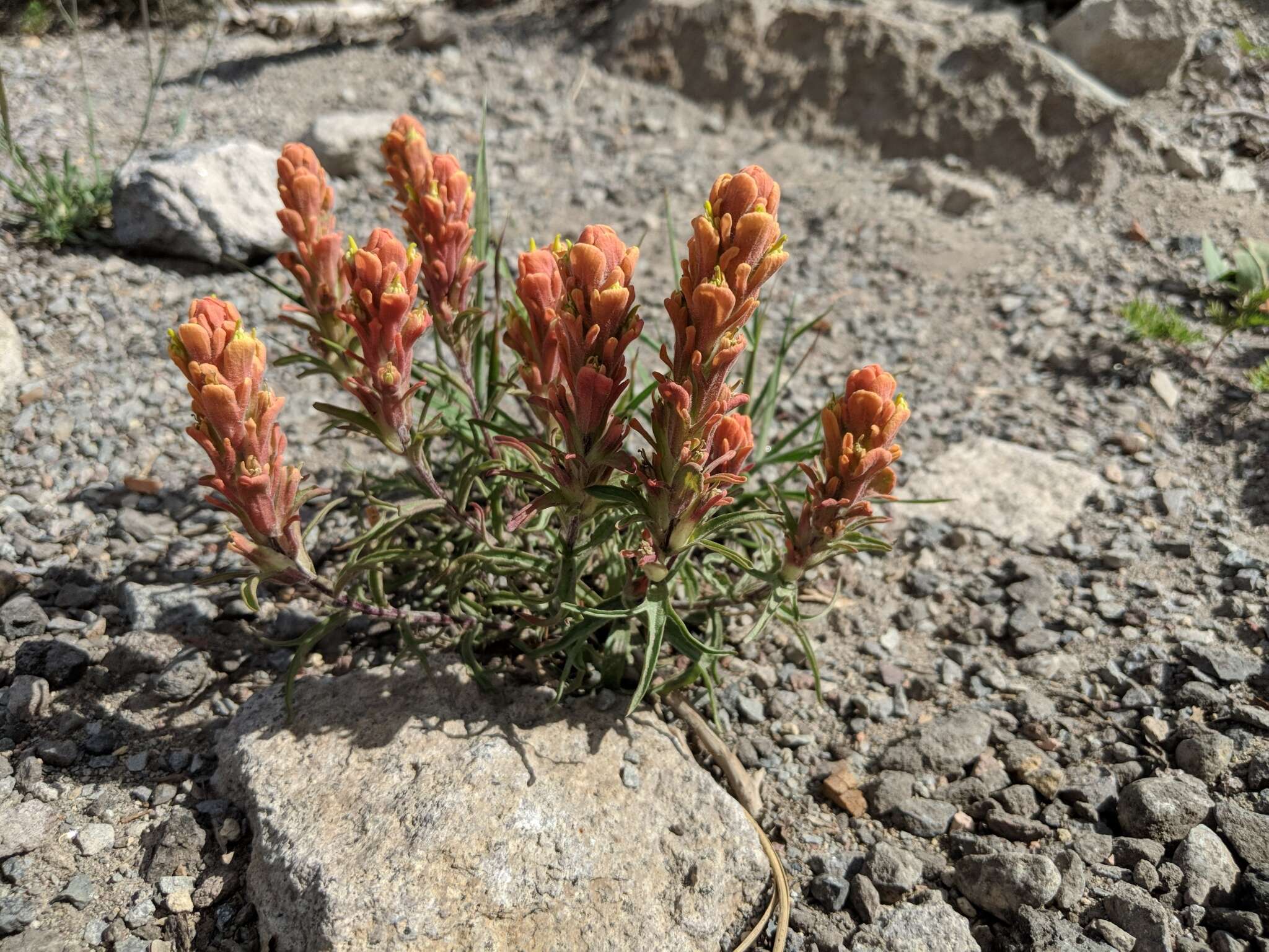 Image of cobwebby Indian paintbrush