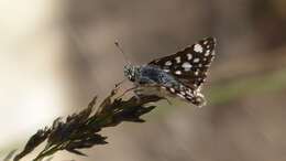 Image de Spialia spio Linnaeus 1764