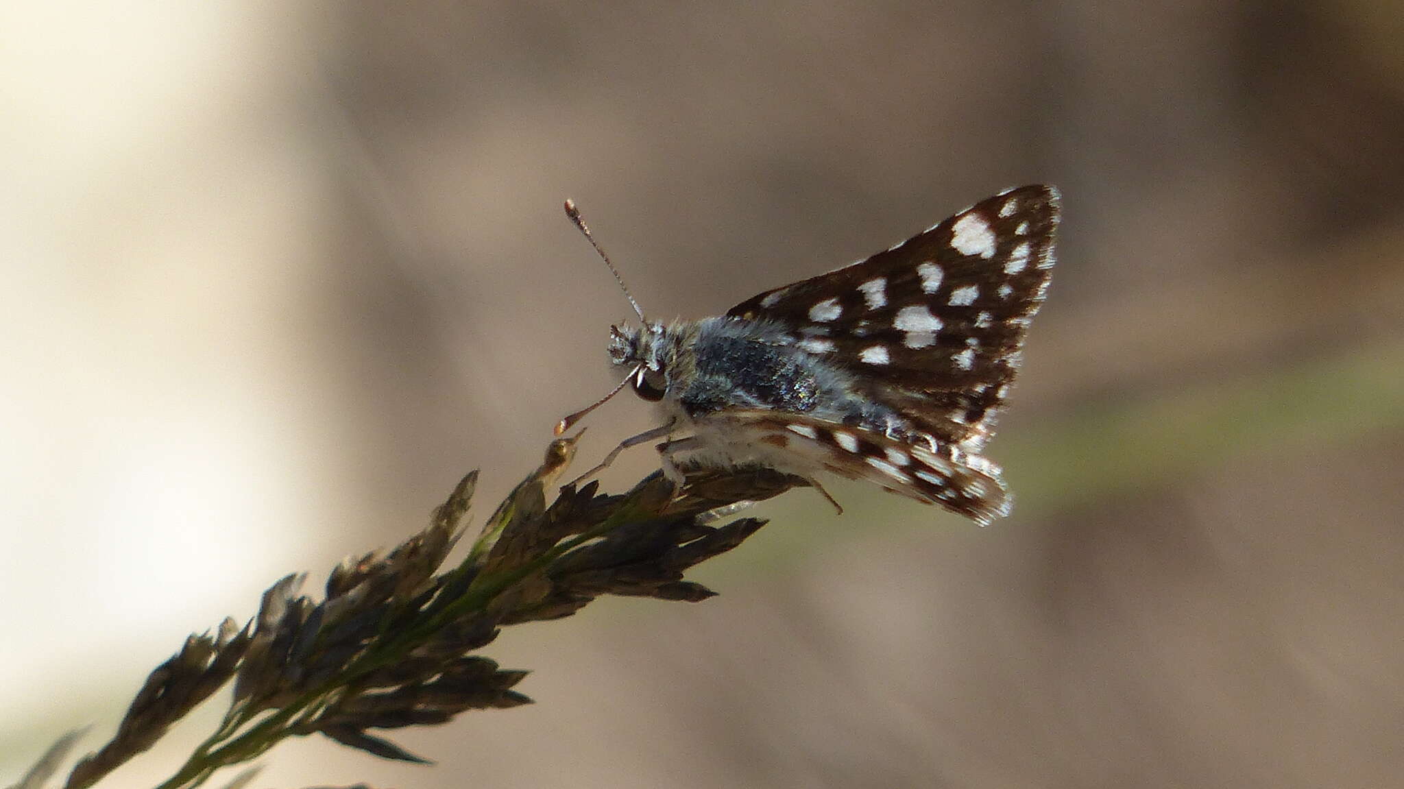 Plancia ëd Spialia spio Linnaeus 1764