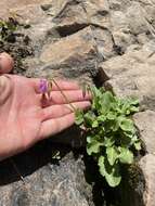 Plancia ëd Dodecatheon utahense (N. H. Holmgren) Reveal