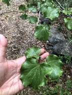 Image of Mexican redbud