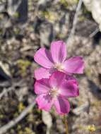 Image of Drosera neesii Lehm.