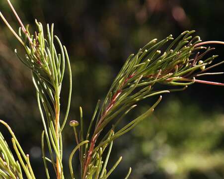 Image of Euryops decipiens Schltr.