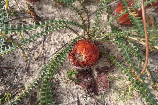 Imagem de Banksia obtusa (R. Br.) A. R. Mast & K. R. Thiele