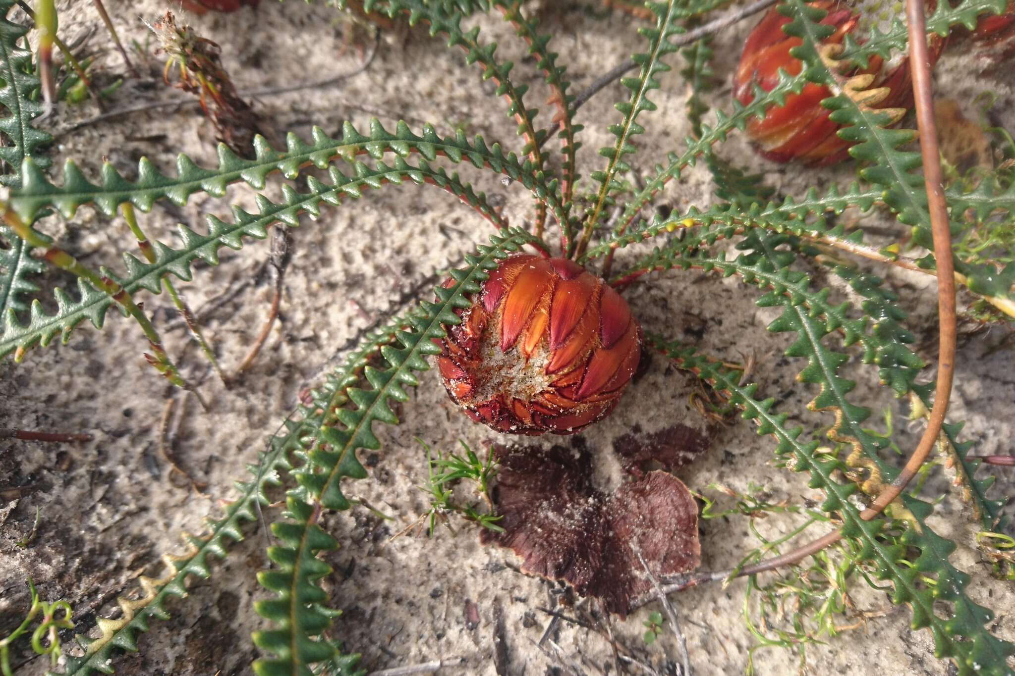 Image of Banksia obtusa (R. Br.) A. R. Mast & K. R. Thiele