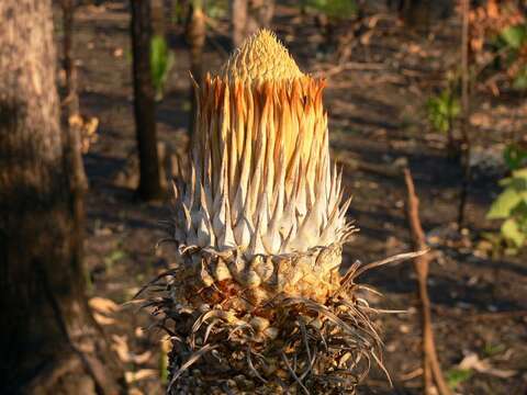 Image of Cycas armstrongii Miq.