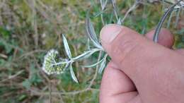 Imagem de Lourteigia stoechadifolia (L. fil.) R. King & H. Rob.