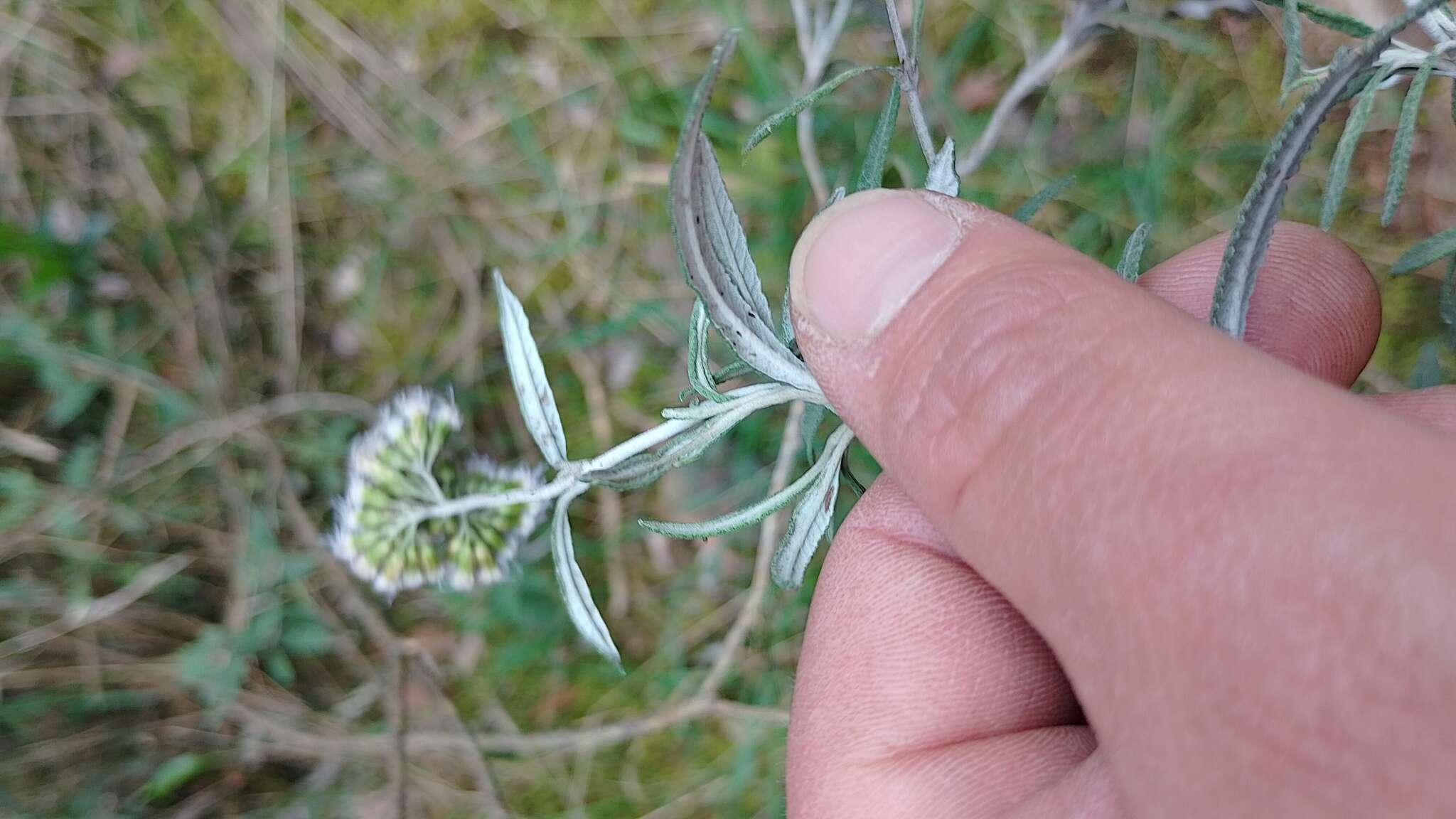 Imagem de Lourteigia stoechadifolia (L. fil.) R. King & H. Rob.