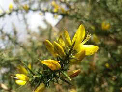 Image de Ulex parviflorus subsp. jussiaei (Webb) D. A. Webb