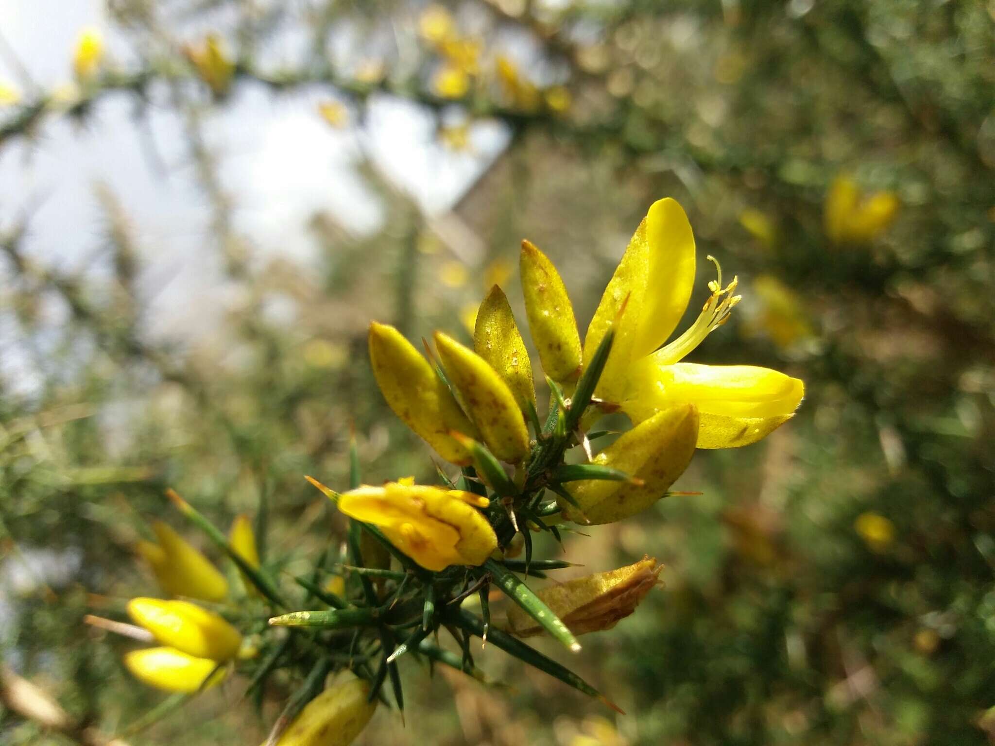 Image of Ulex parviflorus subsp. jussiaei (Webb) D. A. Webb