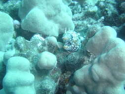 Image of Leopard moray eel