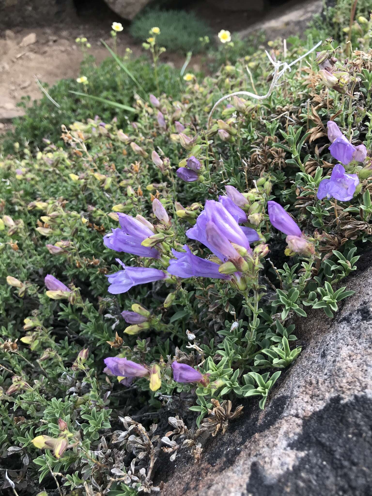 Image of timberline beardtongue