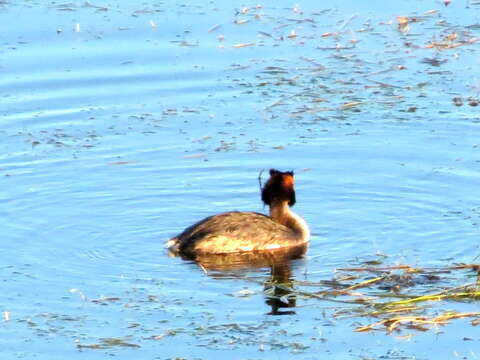 Image of Podiceps cristatus infuscatus Salvadori 1884