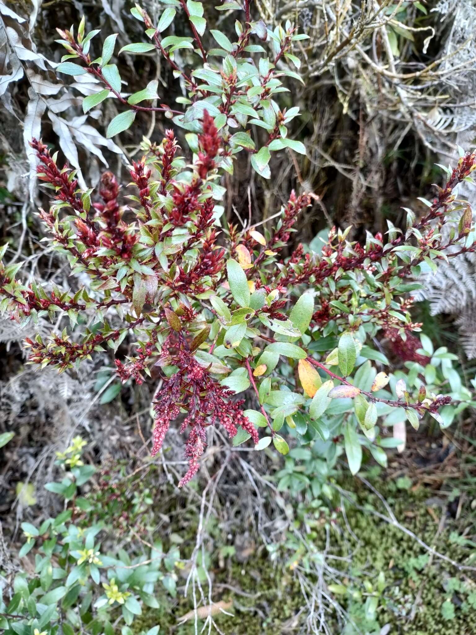 Image of Gaultheria paniculata B, L. Burtt & A. W. Hill