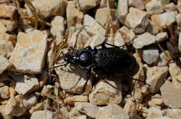 Carabus (Archicarabus) rossii Dejean 1826 resmi