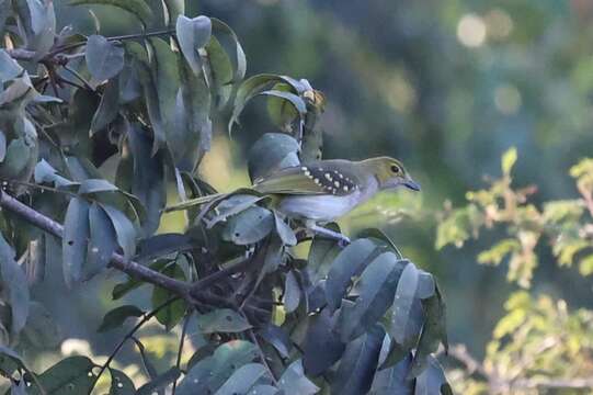 Nicator chloris (Valenciennes 1826)的圖片