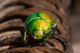 Image of Anoplostethus opalinus Brullé 1837