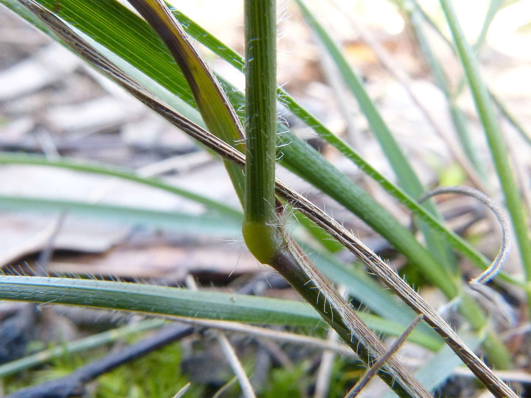 Plancia ëd Rytidosperma geniculatum (J. M. Black) Connor & Edgar