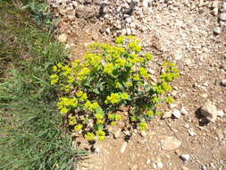 Image of serrate spurge