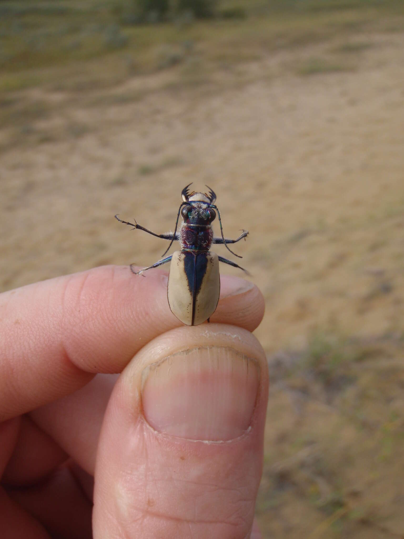 Image of Cicindela (Cicindela) formosa gibsoni Brown 1940