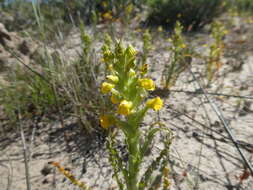 Image of Corycium crispum (Thunb.) Sw.