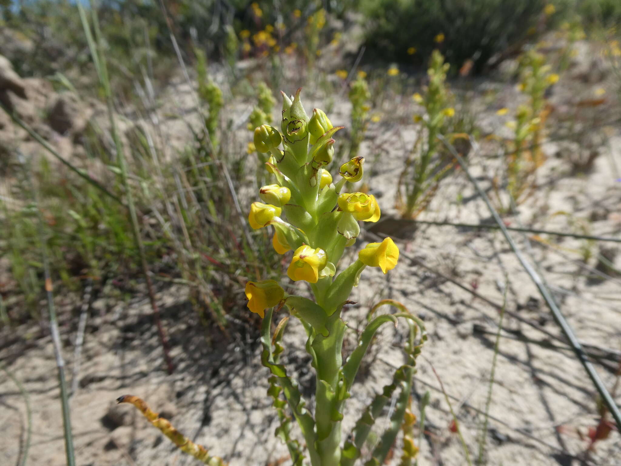 Image of Corycium crispum (Thunb.) Sw.