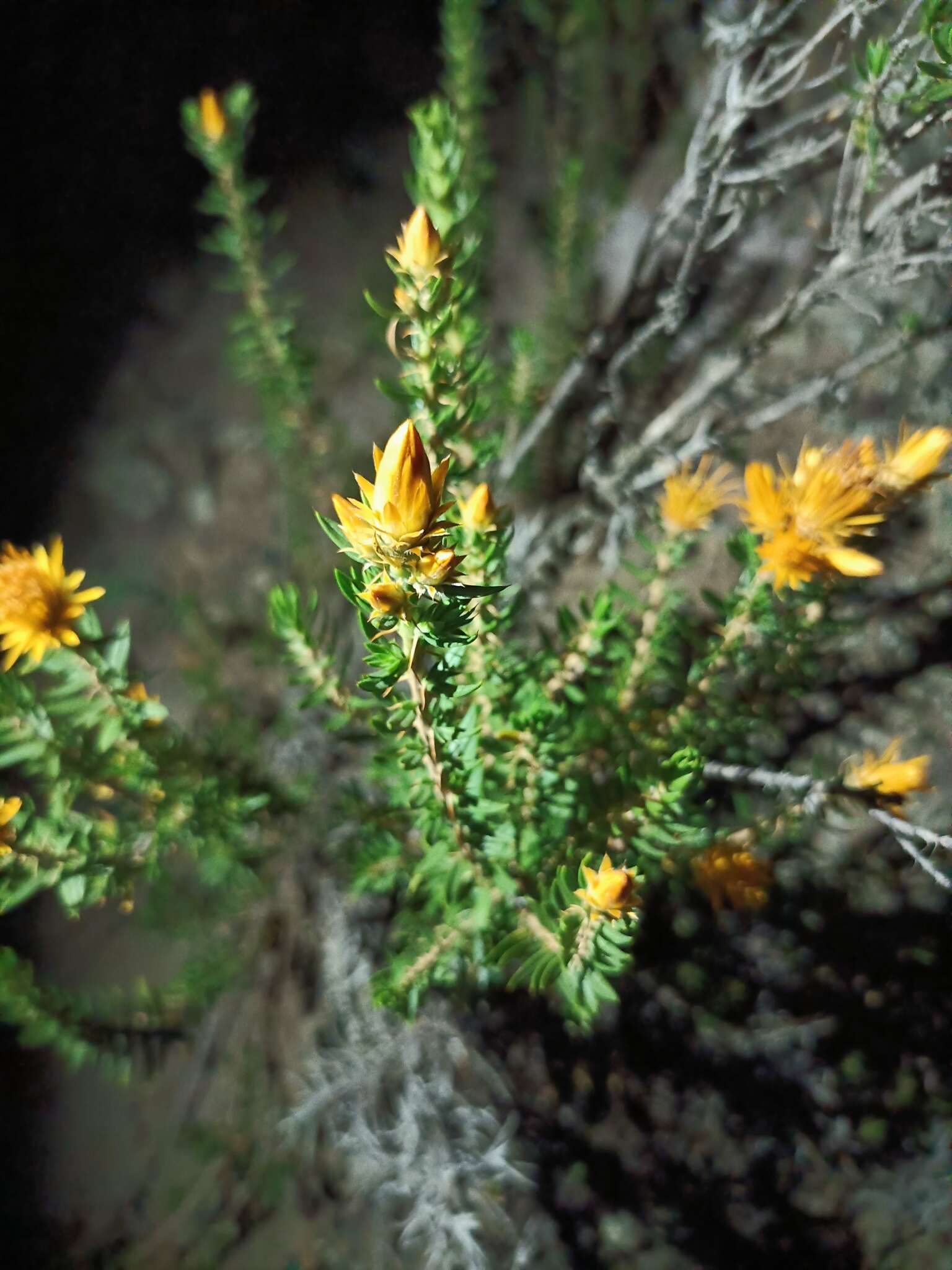 Image of Chuquiraga parviflora (Griseb.) Hieron.