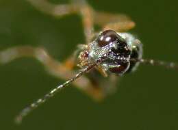 صورة <i>Anacharis zealandica</i>