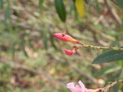 Image of Ragwelellus rubrinus Hu & Zheng 2001