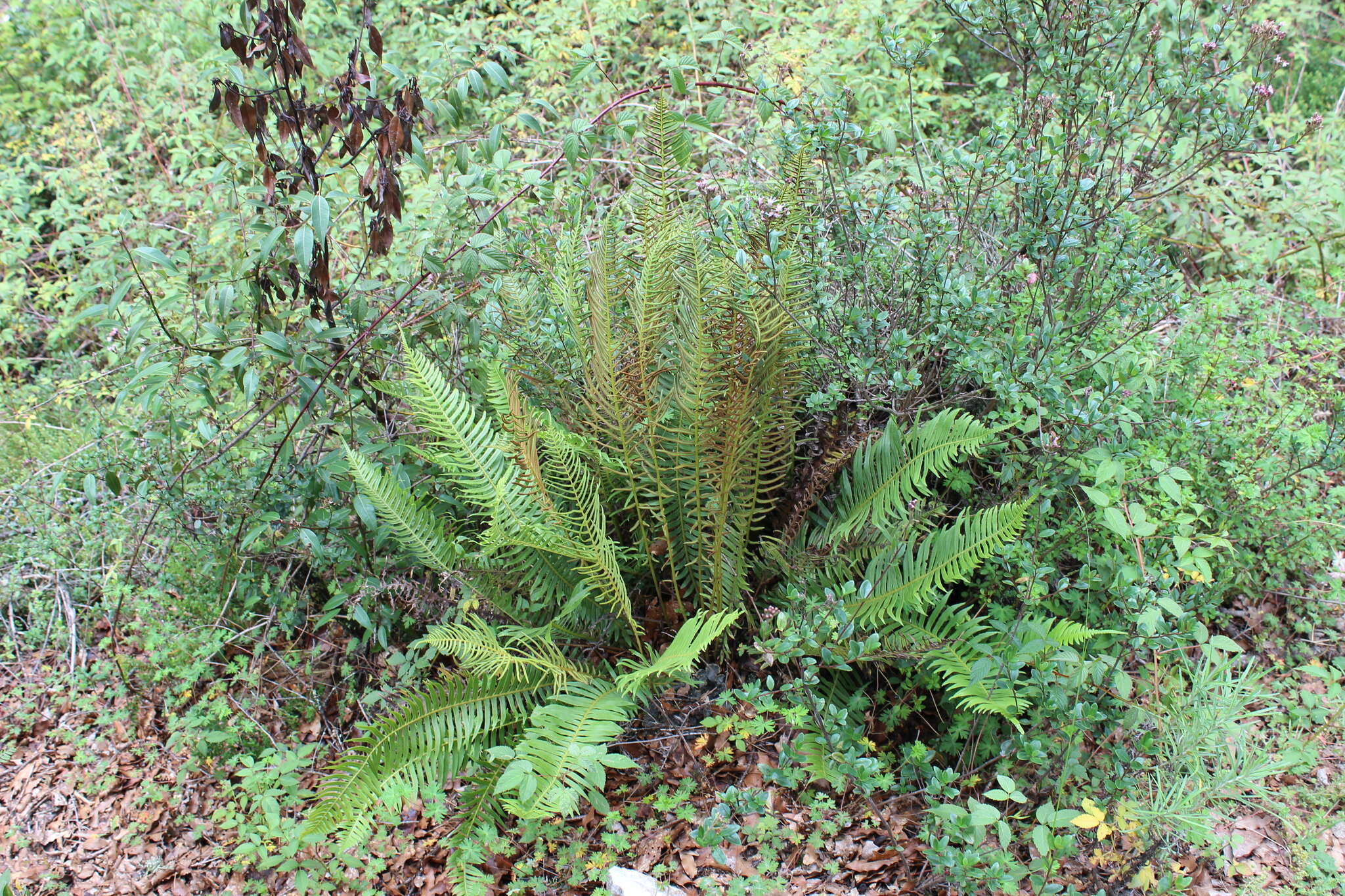 Image of Long-Leaf Brake