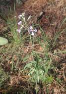 Plancia ëd Hesperidanthus linearifolius (A. Gray) Rydb.