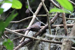 Image of Streaked Wren-Babbler