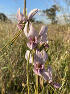 Image of Purple donkey orchid