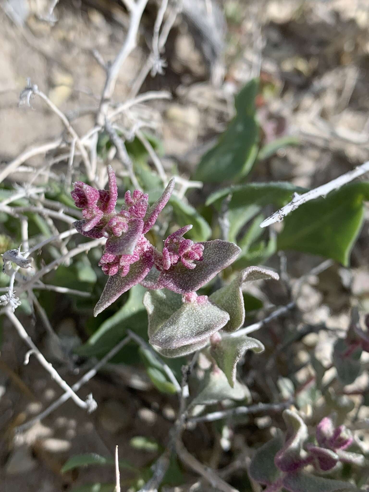 Image of Parry's Saltbush