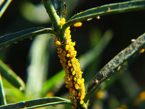 Image of Aphid