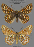 Euphydryas anicia helvia (Scudder 1869)的圖片