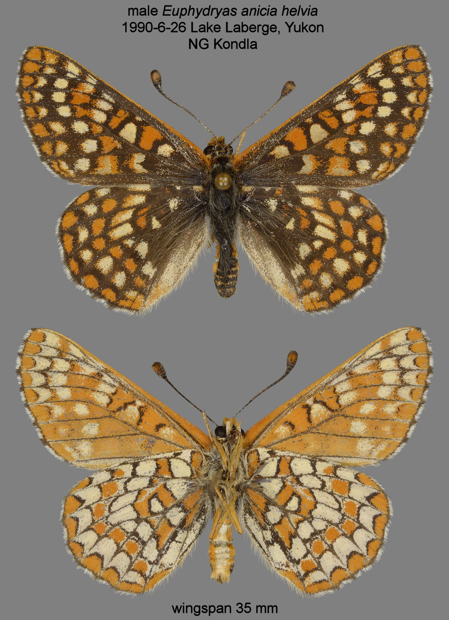 Euphydryas anicia helvia (Scudder 1869)的圖片