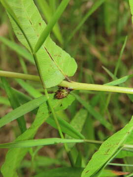 Image of Ampelopteris