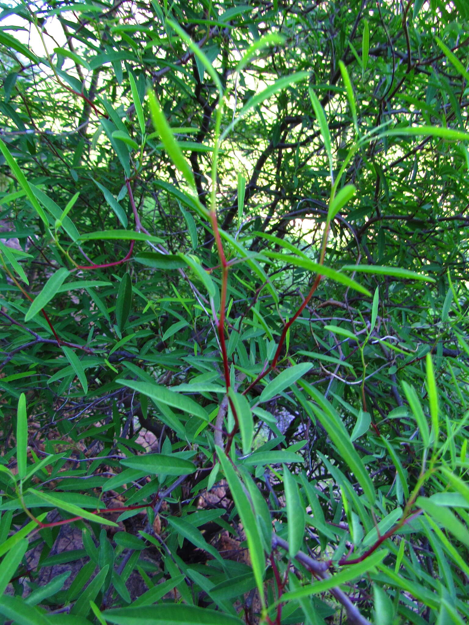 Image of Euphorbia gentryi V. W. Steinm. & T. F. Daniel