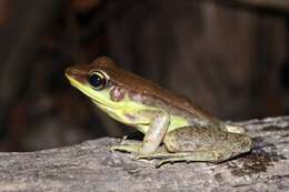 Image of Amnirana lepus (Andersson 1903)