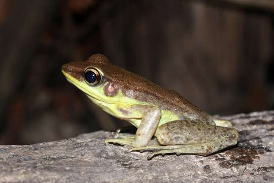 Image of Amnirana lepus (Andersson 1903)