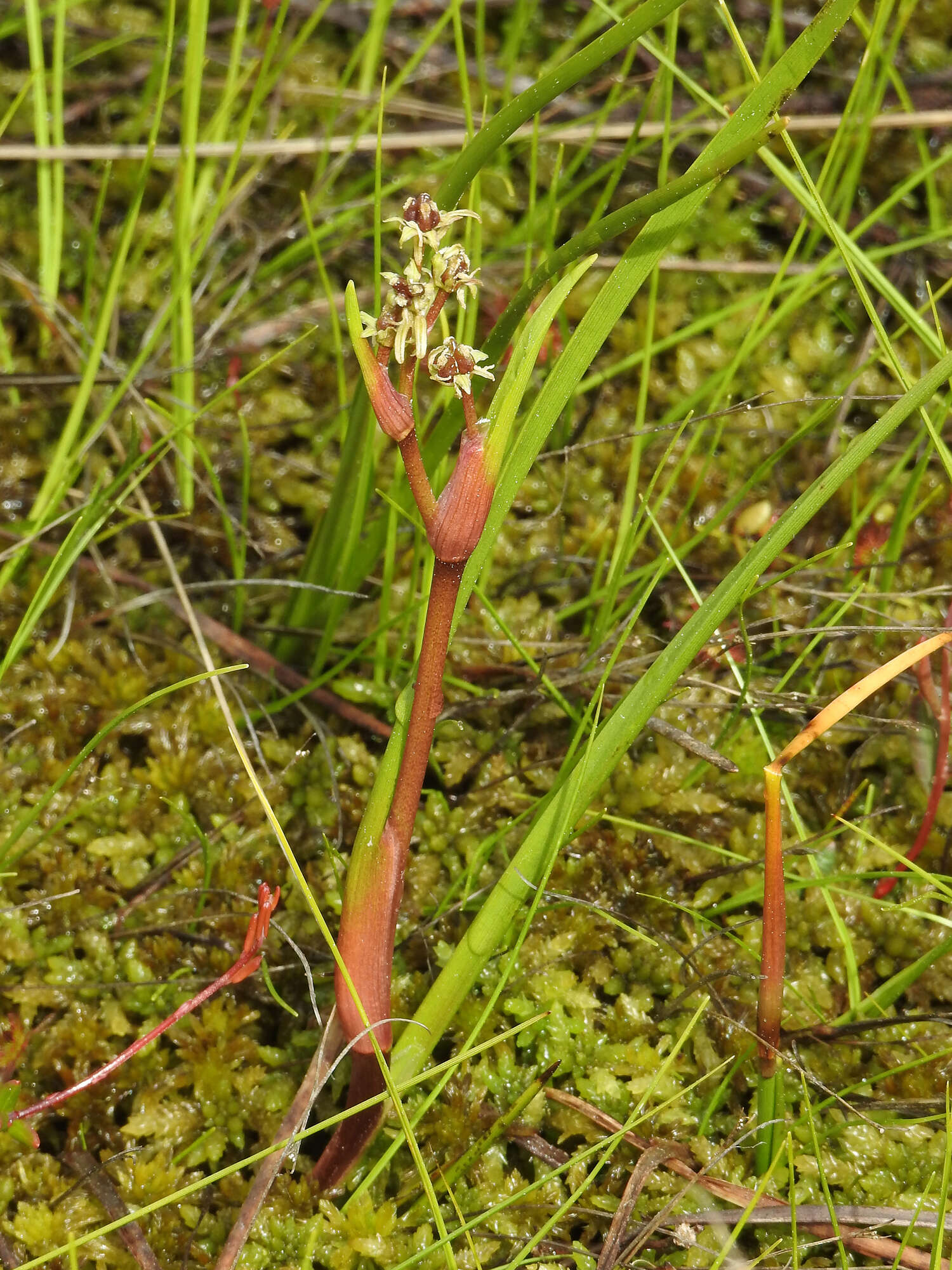 Image of pod-grass family