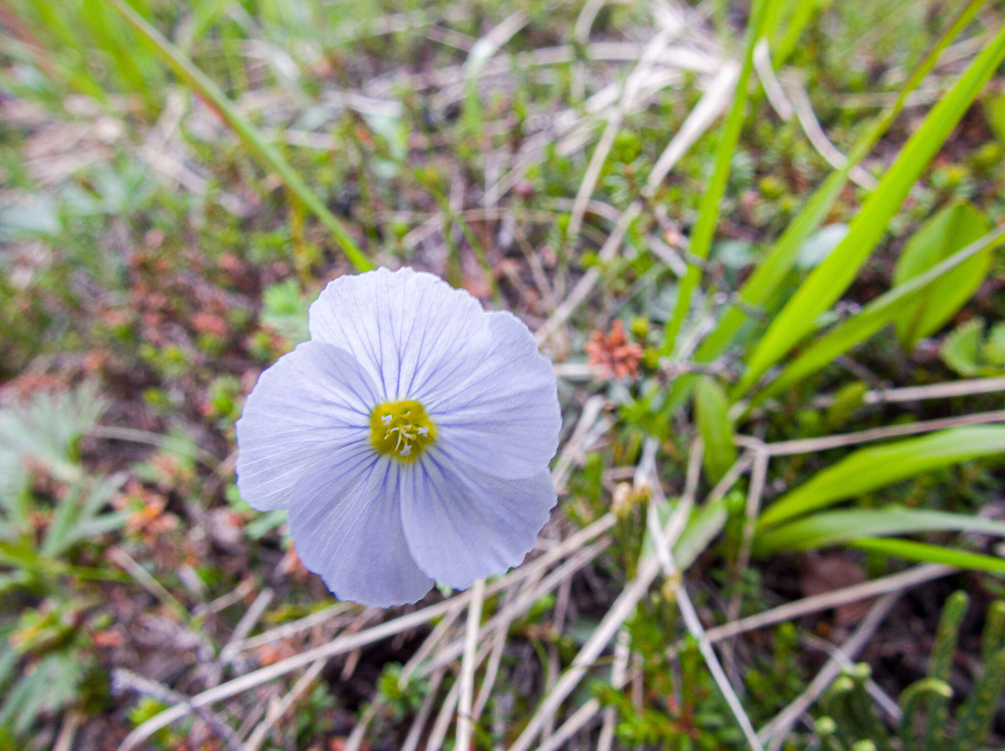 Imagem de Linum komarovii subsp. boreale (Juz.) T. V. Egorova