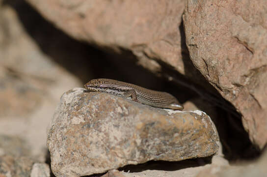 Image of Trachylepis tessellata (Anderson 1895)