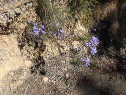 Cheiranthera alternifolia E. M. Bennett resmi