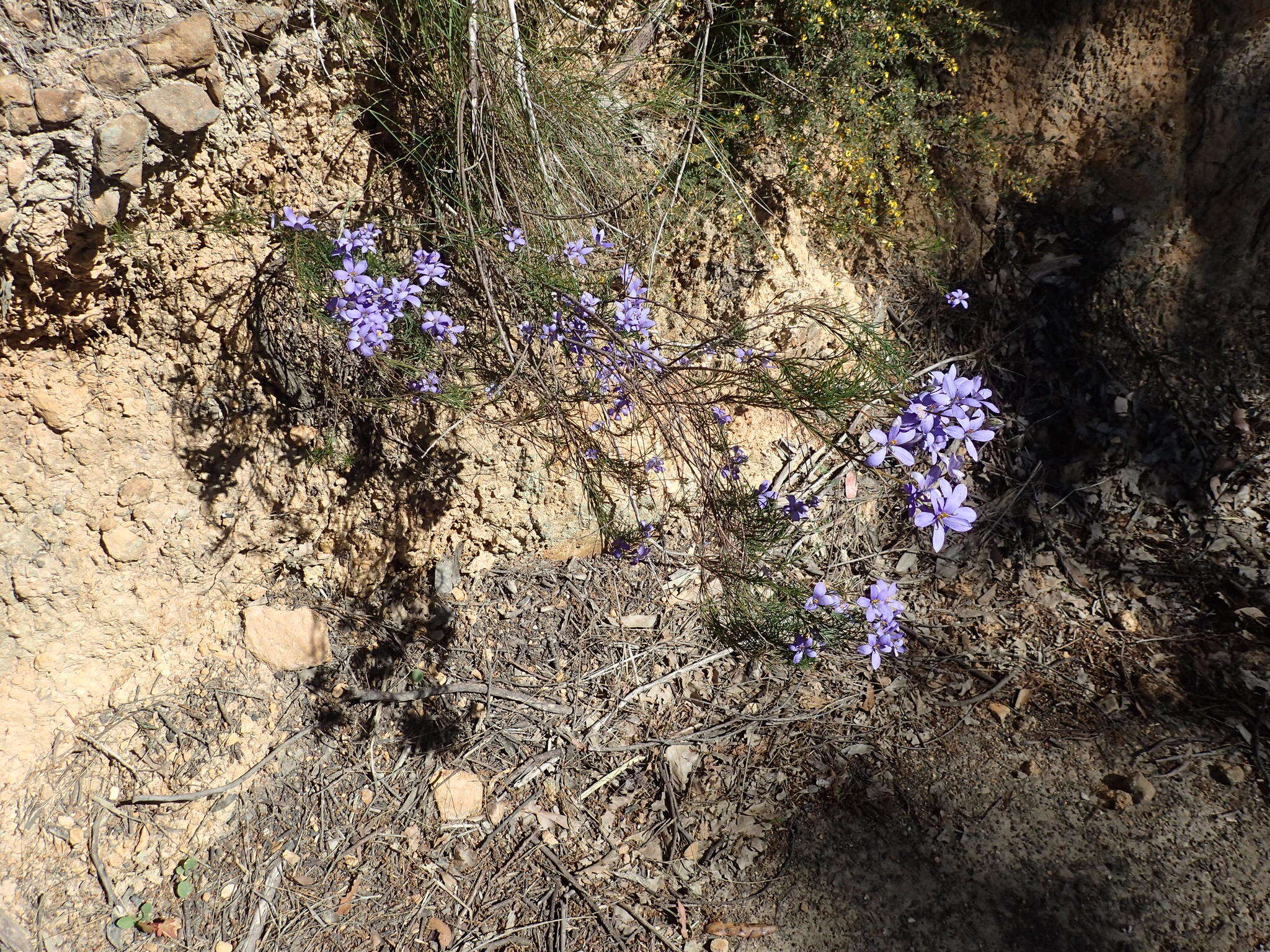 Cheiranthera alternifolia E. M. Bennett resmi