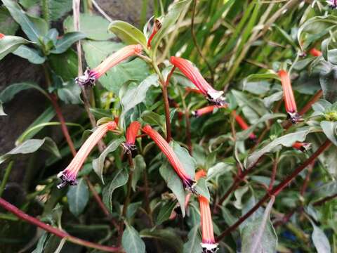 Image of Cigar flower