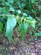 Image of Common Nettle